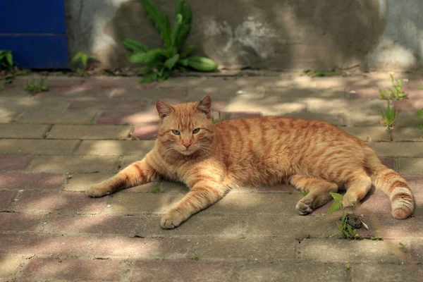 Red Cats Living Close House — Stock Photo, Image