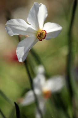 Bahar çiçeklerinin beyaz yaprakları