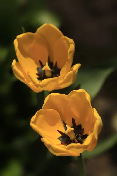 Bunte Tulpe Frühlingsgarten — Stockfoto