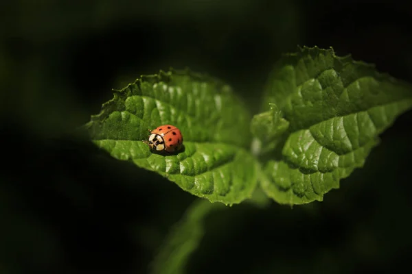 Red Ladybug Sitting Plant — Stock Photo, Image