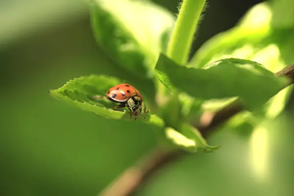 Red Ladybug Sitting Plant — Stock Photo, Image