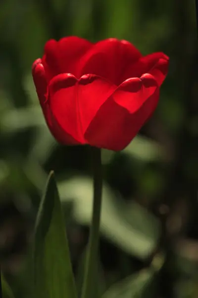 Barevný Tulipán Jarní Zahradě — Stock fotografie