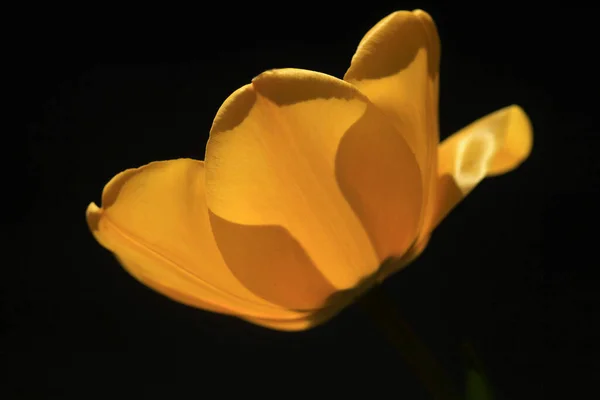 Tulipanes Coloridos Jardín Primavera —  Fotos de Stock