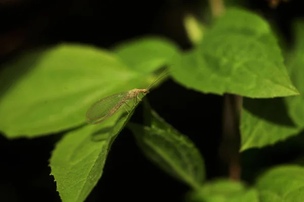 Niedliches Insekt Sitzt Auf Grünem Blatt — Stockfoto
