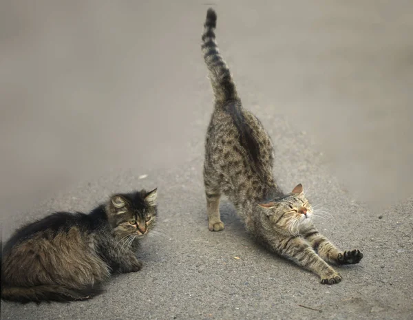 Lindos Gatos Salvajes Esponjosos —  Fotos de Stock