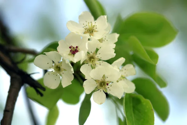 Fioritura Colorata Sfondo Primavera — Foto Stock