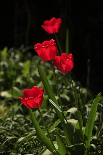 Barevné Tulipány Jarní Zahradě — Stock fotografie