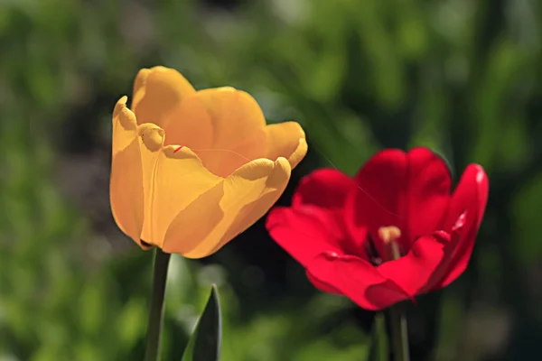Kolorowe Tulipany Wiosennym Ogrodzie — Zdjęcie stockowe