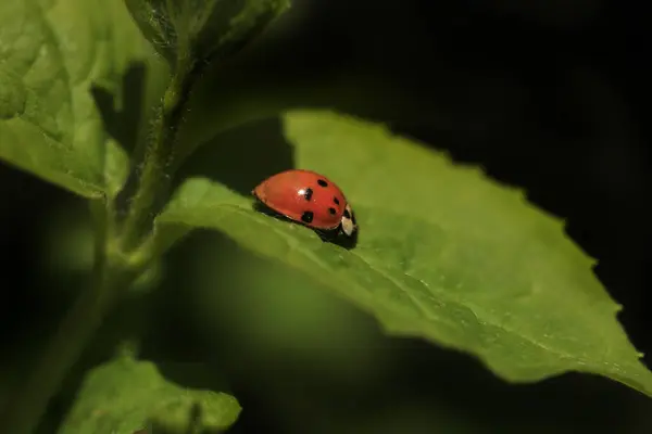 Mariquita Roja Sentada Planta Verde — Foto de Stock