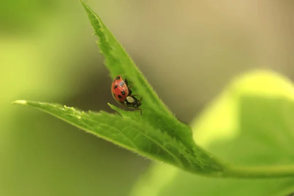 Mariquita Roja Sentada Planta Verde — Foto de Stock