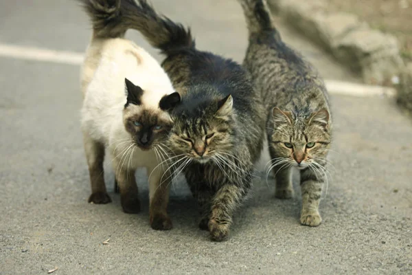 Fluffy Gatos Salvajes Suelo — Foto de Stock