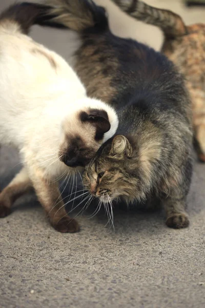 Fluffy Wilde Katten Grond — Stockfoto