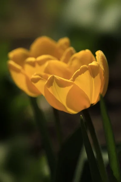 春天花园里的黄色郁金香 — 图库照片