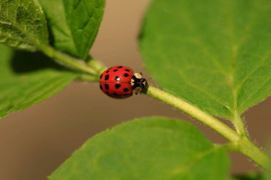Yeşil bitkinin üzerinde oturan kırmızı uğur böceği