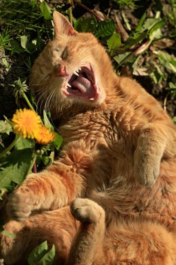 Kızıl vahşi kedi portresi