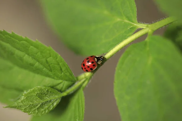 Mariquita Roja Sentada Planta Verde — Foto de Stock