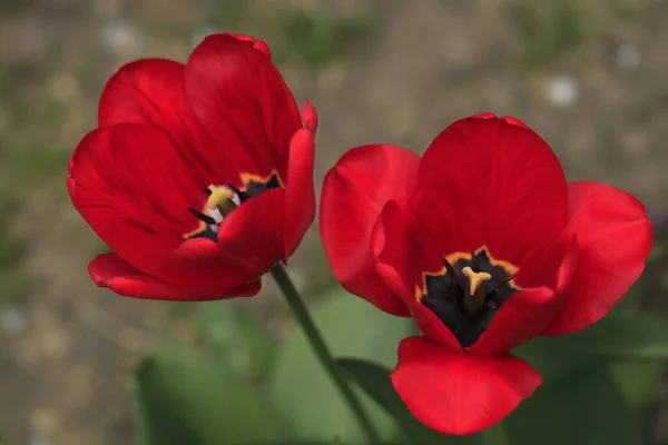 Tulipe Rouge Dans Jardin Printemps — Photo