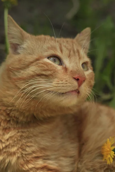 红野猫的肖像 — 图库照片