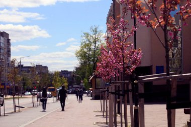 Mavi gökyüzü arka planında kiraz ağacı