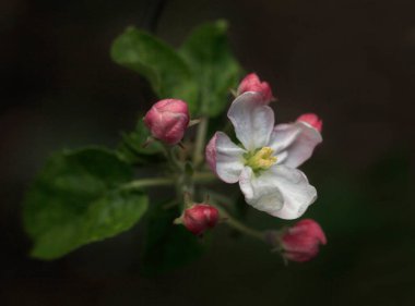 Bahar ağacında renkli çiçekler