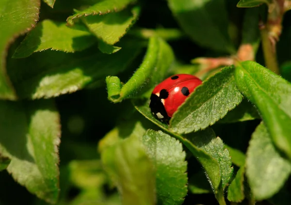 Red Ladybug Sitting Plant — Stock Photo, Image