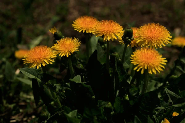 Yellow Dandelions Nature Background — Stock Photo, Image
