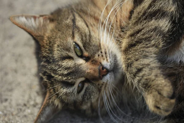 Porträtt Grå Sovande Katt — Stockfoto