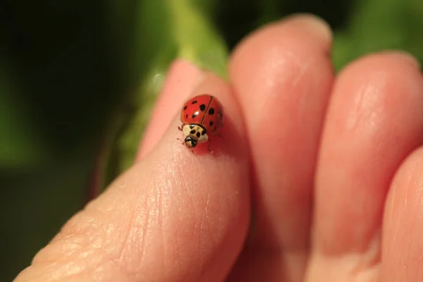 Coccinelle Rouge Assise Sur Main — Photo