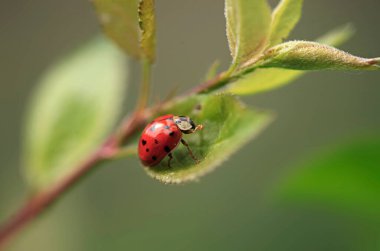 Kırmızı uğur böceği bitkinin üzerinde oturuyor