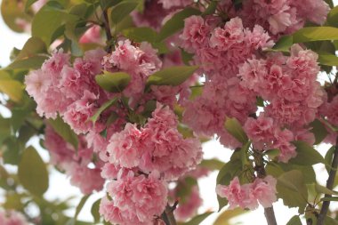 Bahar bahçesinde kiraz ağacı