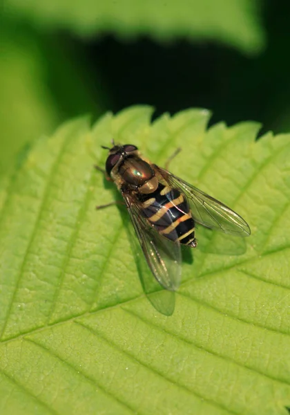Pruhovaná Včela Sedící Zeleném Listu — Stock fotografie
