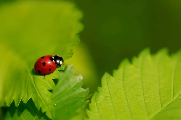Red Ladybug Sitting Plant — Stock Photo, Image