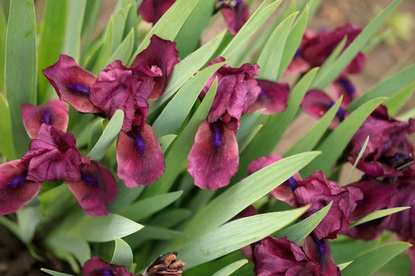 春天花园里的紫色花朵 — 图库照片