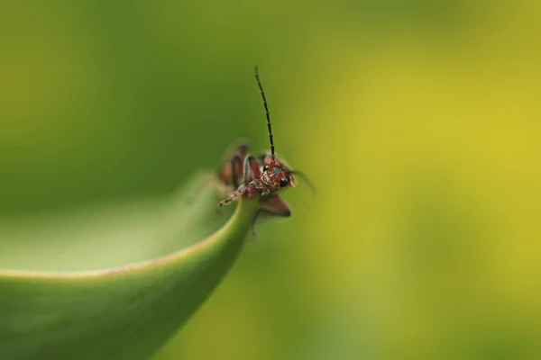 可爱的虫子坐在绿草上 — 图库照片