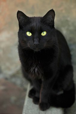 Vahşi kara kedi portresi