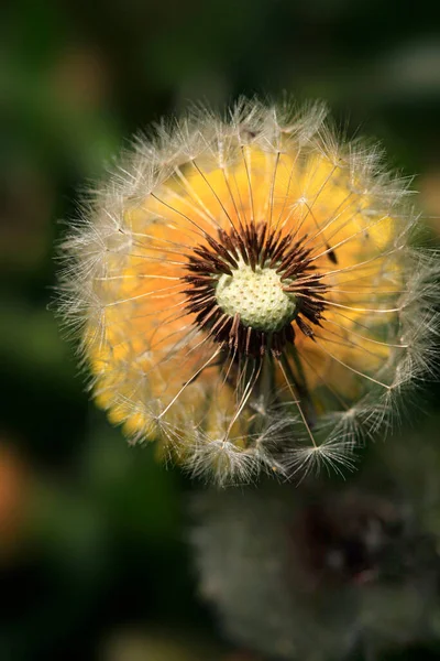 かわいい虫が植物に座って — ストック写真