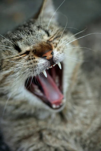 Retrato Gato Salvaje Gris —  Fotos de Stock