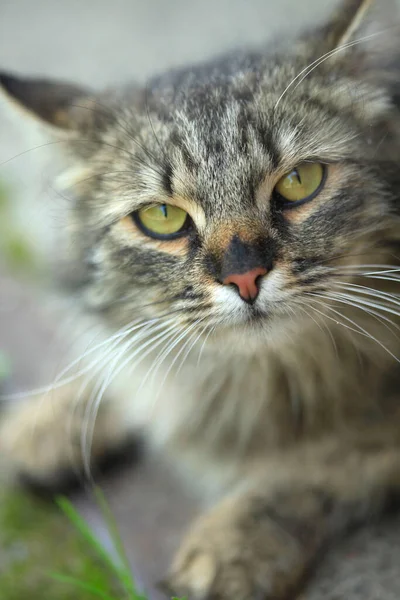 Retrato Gato Selvagem Cinza — Fotografia de Stock