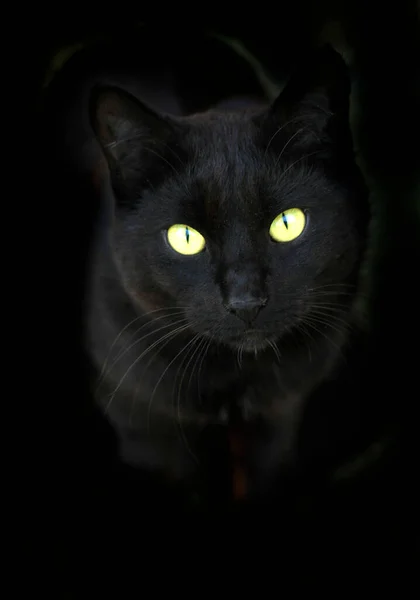 Retrato Gato Preto Selvagem — Fotografia de Stock