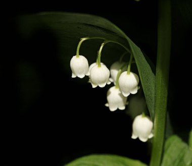 Vadinin beyaz zambakları 