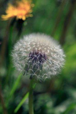 Doğada beyaz karahindiba