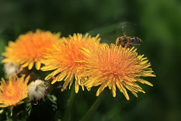 Bee flying over yellow dandelion