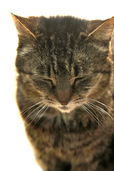 Retrato Gato Selvagem Cinza — Fotografia de Stock