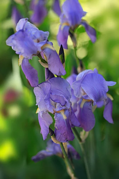 Flores Azules Primavera Sobre Fondo Natural —  Fotos de Stock