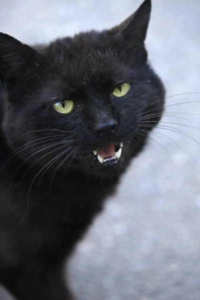Retrato Gato Preto Selvagem — Fotografia de Stock