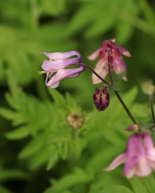 bahar bahçesinde mor çiçekler