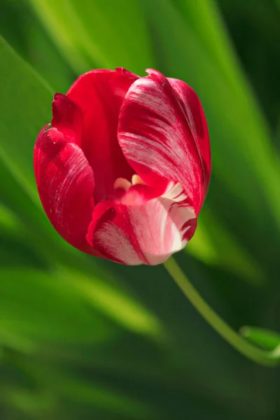 Červený Tulipán Jarní Zahradě — Stock fotografie