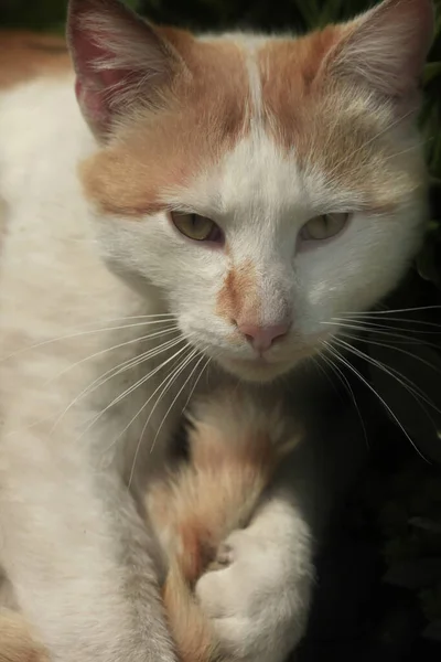 Retrato Gato Vermelho Fofo — Fotografia de Stock