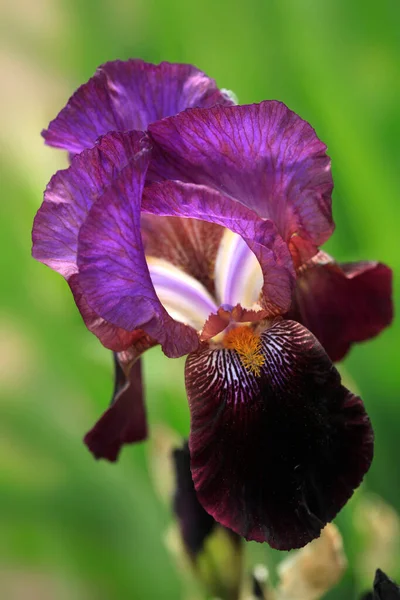 Fioletowy Kwiat Wiosennym Ogrodzie — Zdjęcie stockowe