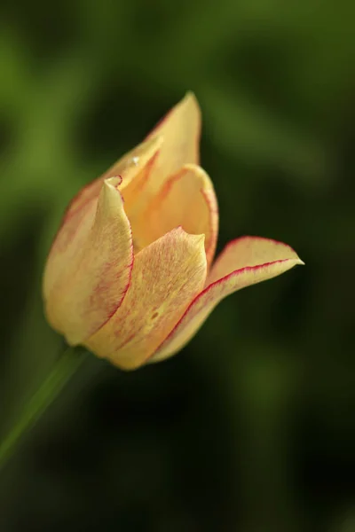 Tulipano Giallo Nel Giardino Primaverile — Foto Stock